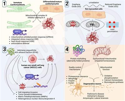 Editorial: Oxidative stress link associated with mitochondrial bioenergetics: relevance in cell aging and age-related pathologies